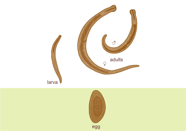enterobius vermicularis-25156