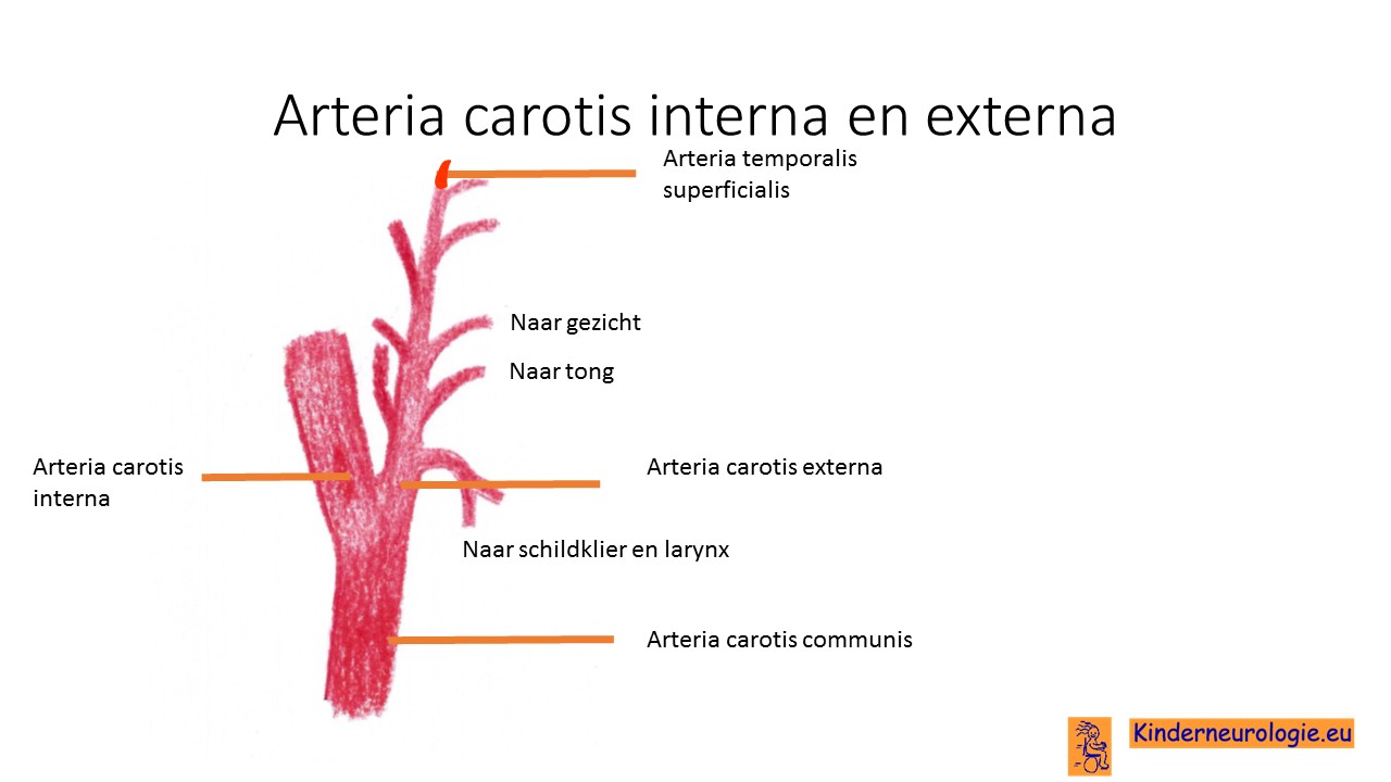 arteria carotis communis-1184