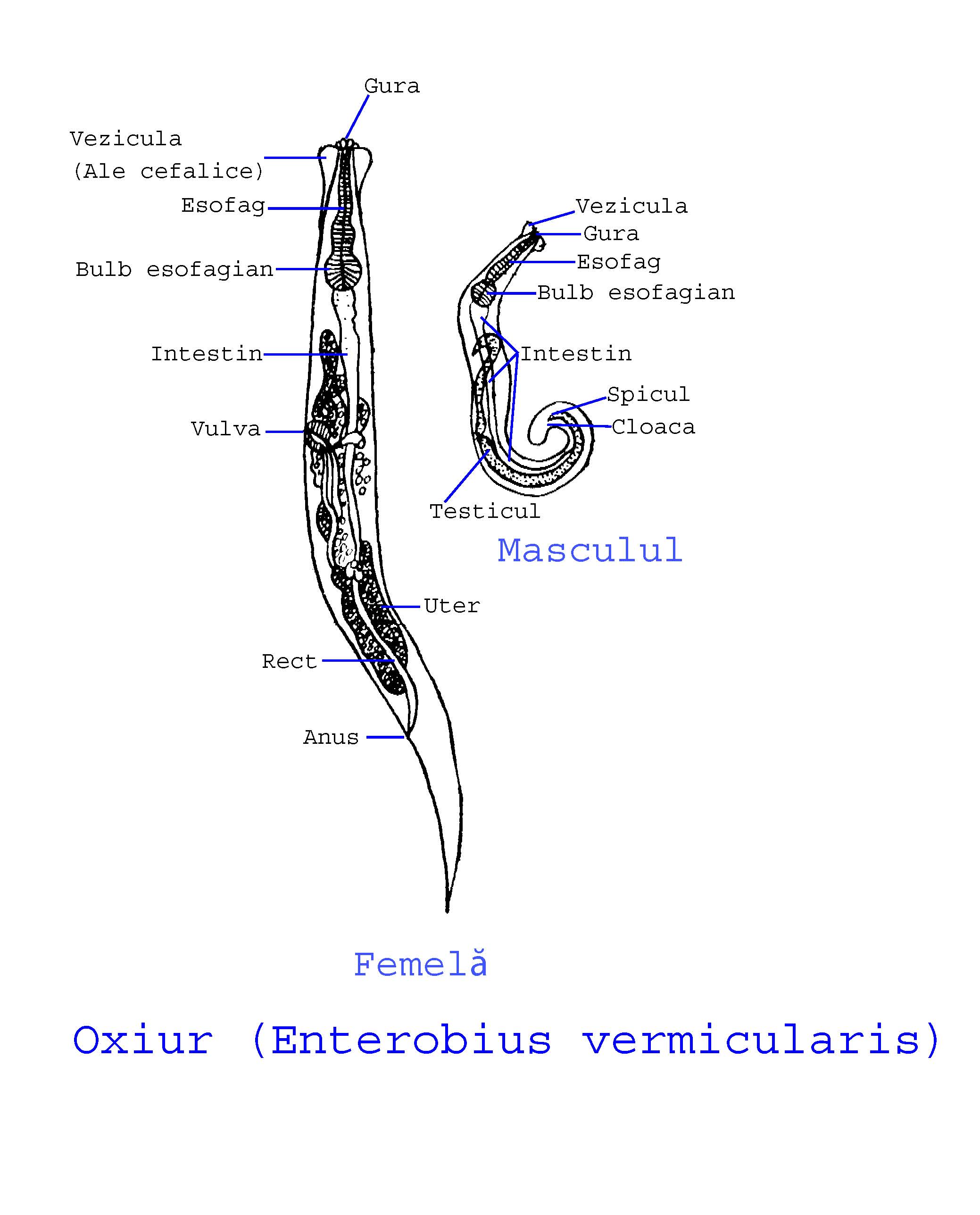 enterobius vermicularis-25157