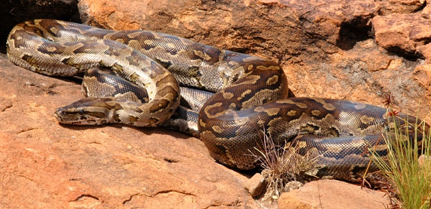 piton-2525