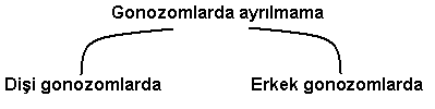 44 kromozomlu insan-24744