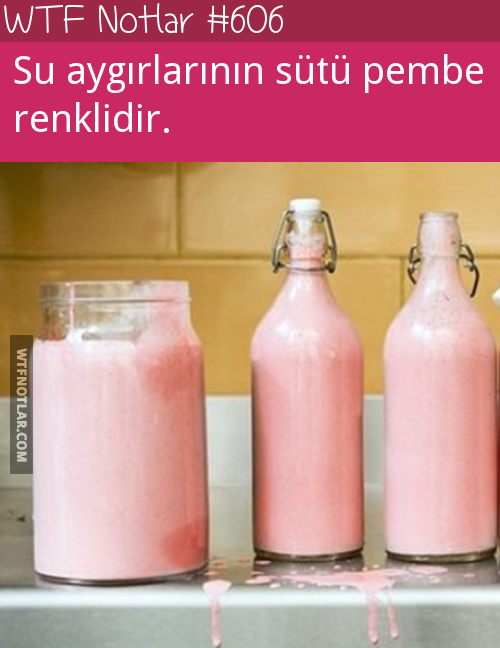 pembe süt-5216