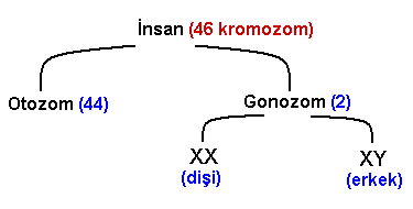 44 kromozomlu insan-24741