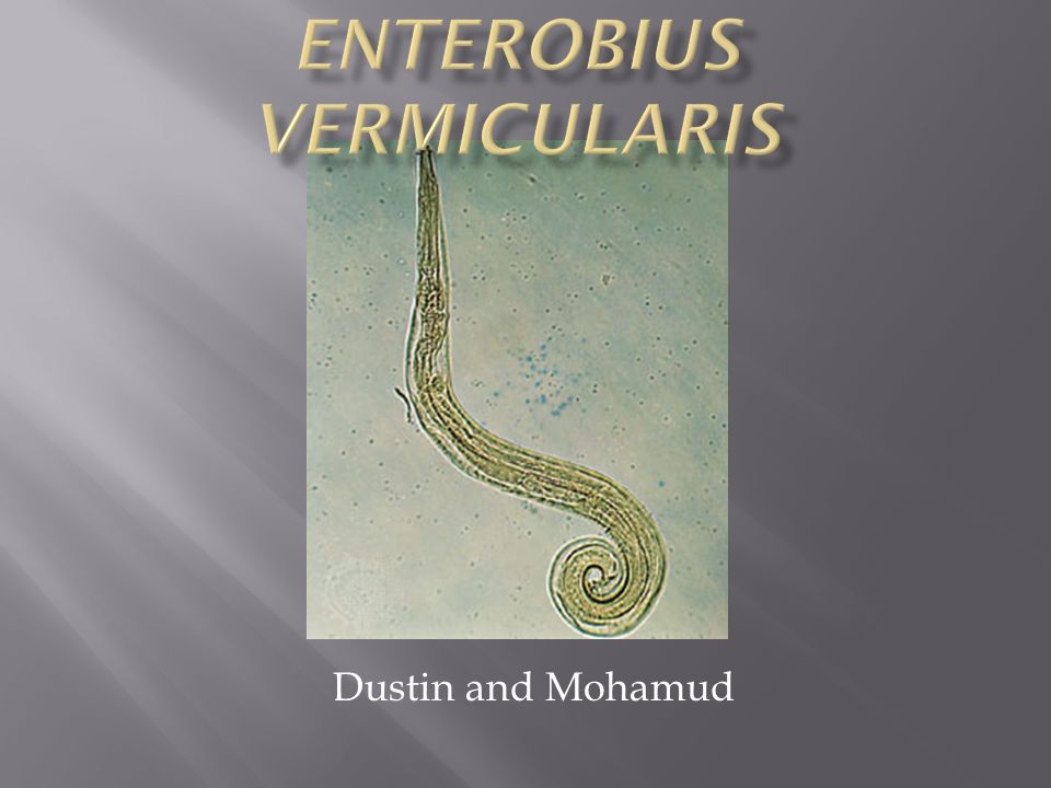 enterobius vermicularis-25158