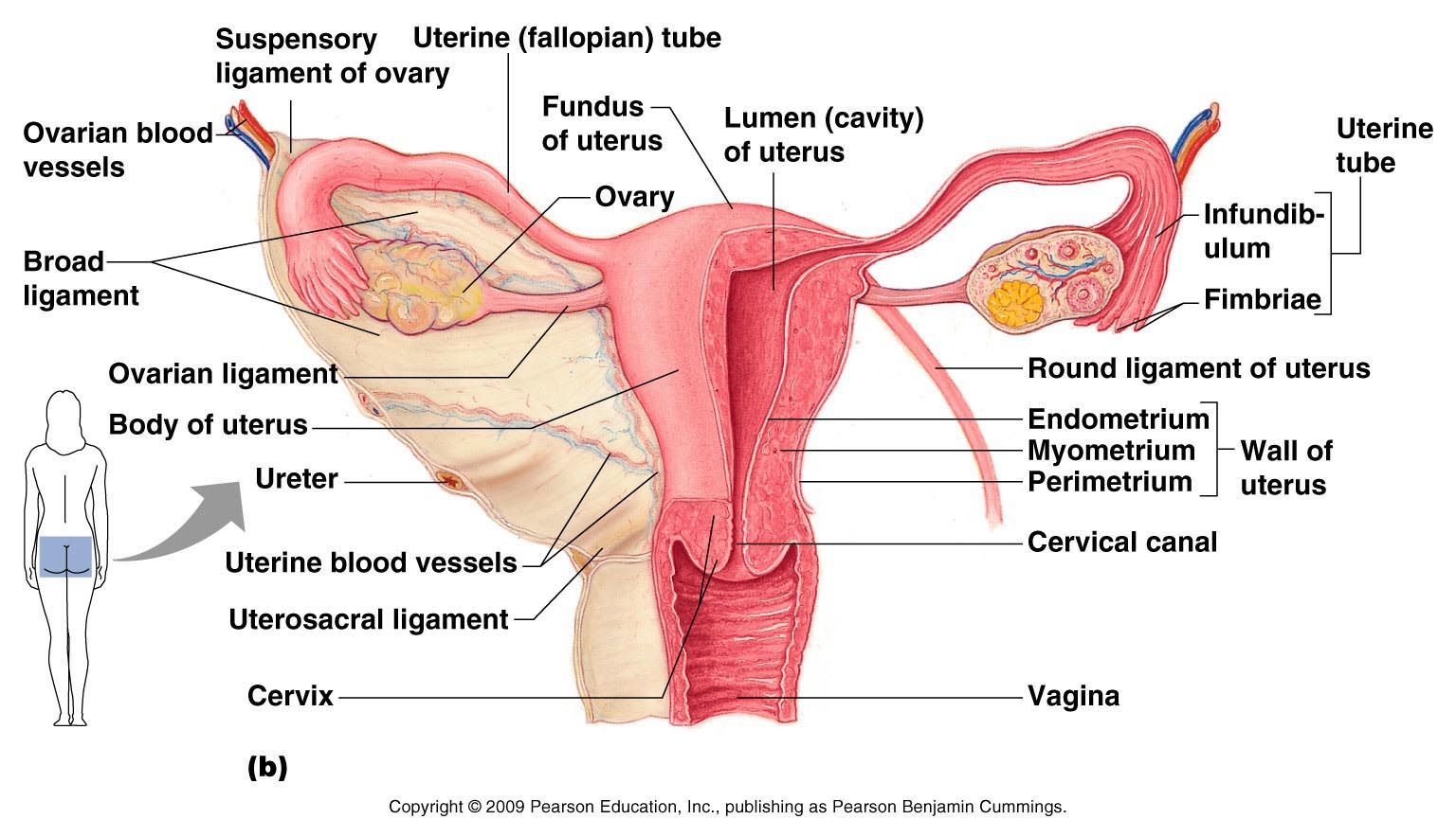 serviks uteri-22018