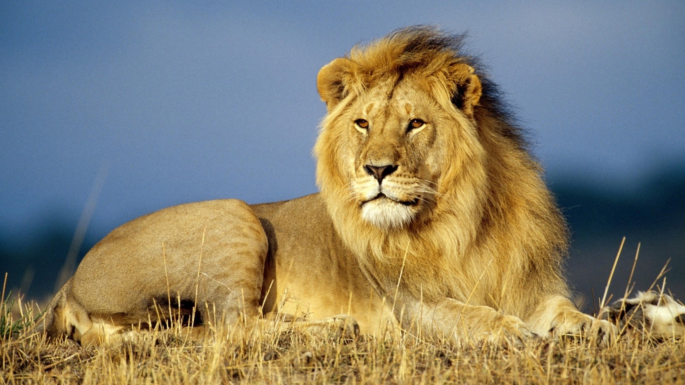 aslan_7092