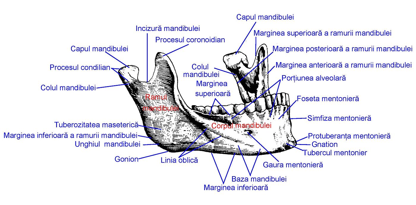 mandibula-9217