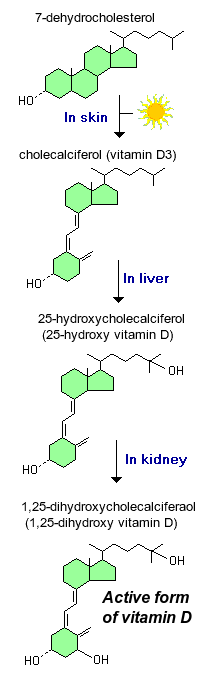 calcitriol-23855