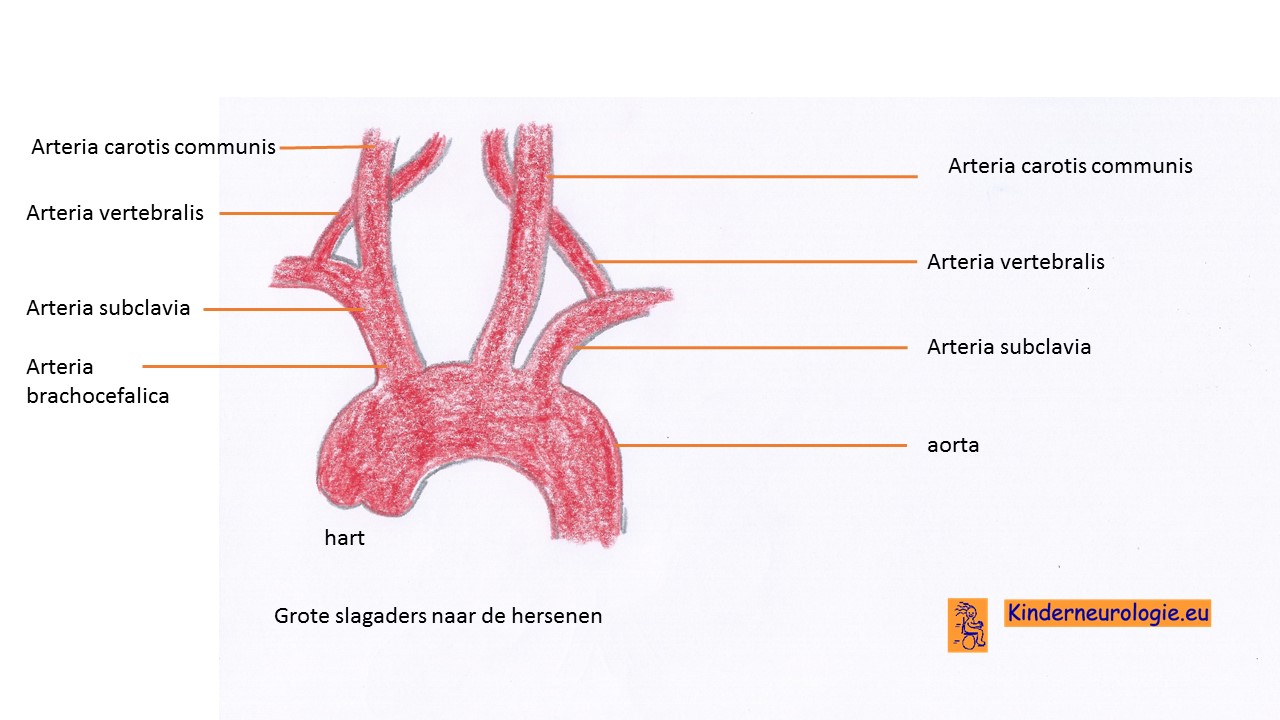 arteria carotis communis-1187