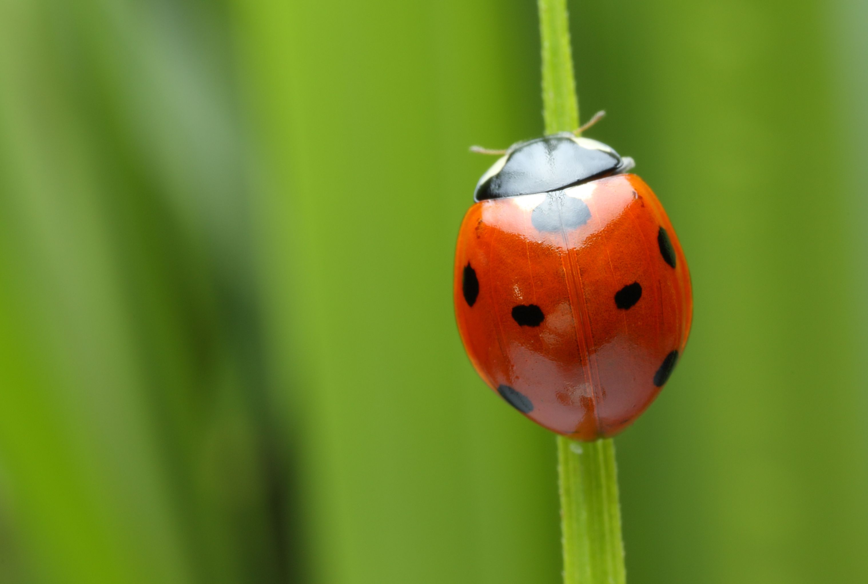 insect-28488