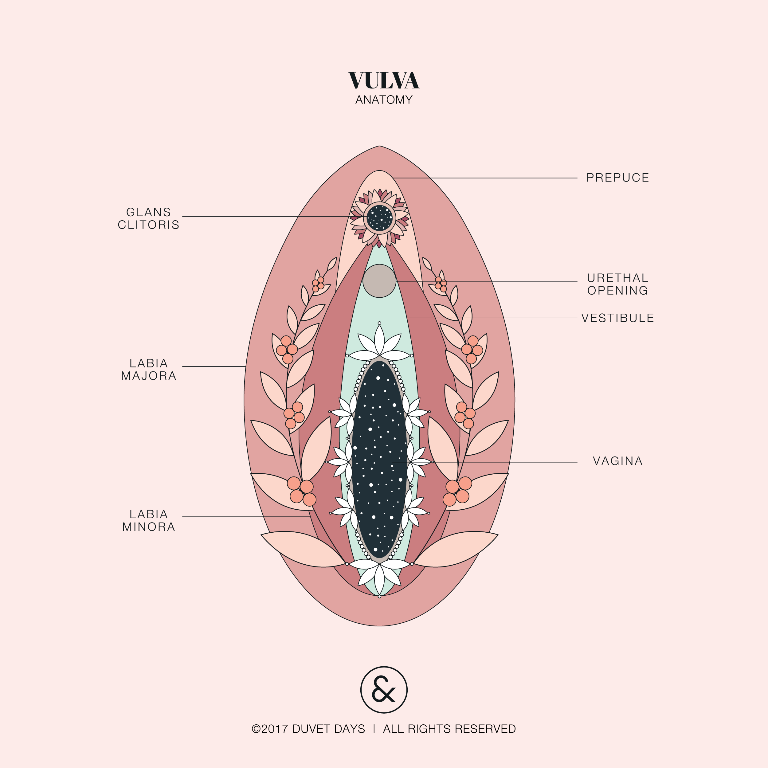 vulva-22608