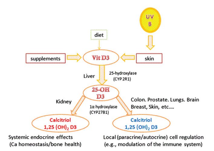 calcitriol-23852