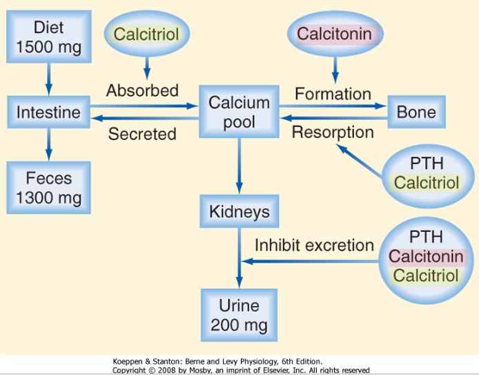calcitriol-23853